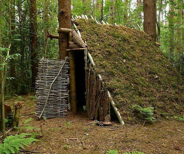 shelter made by plants