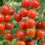 what country grows the sweetest tomatoes