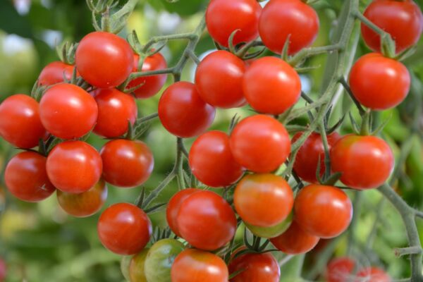 what country grows the sweetest tomatoes