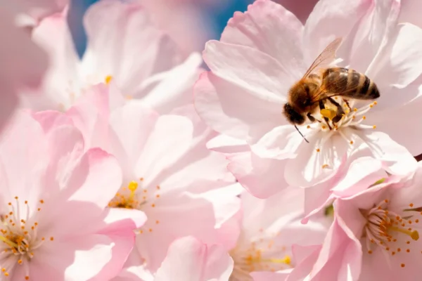 what do bees look like in the cherry blossom tree