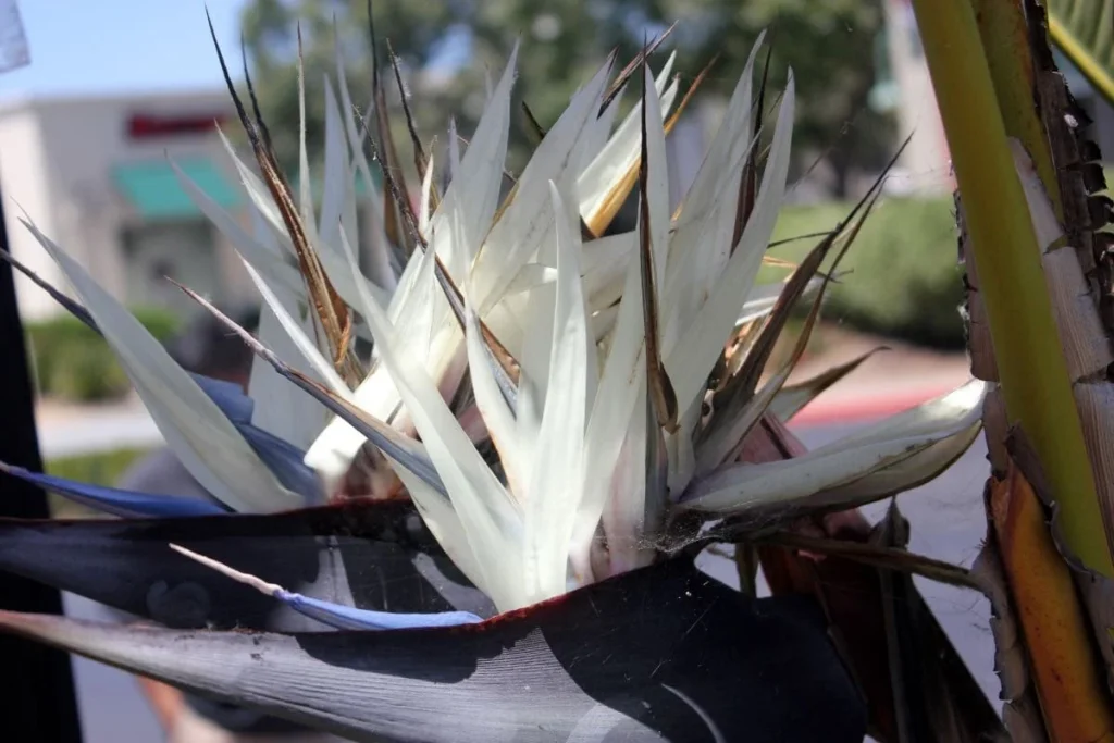 white bird of paradise flower