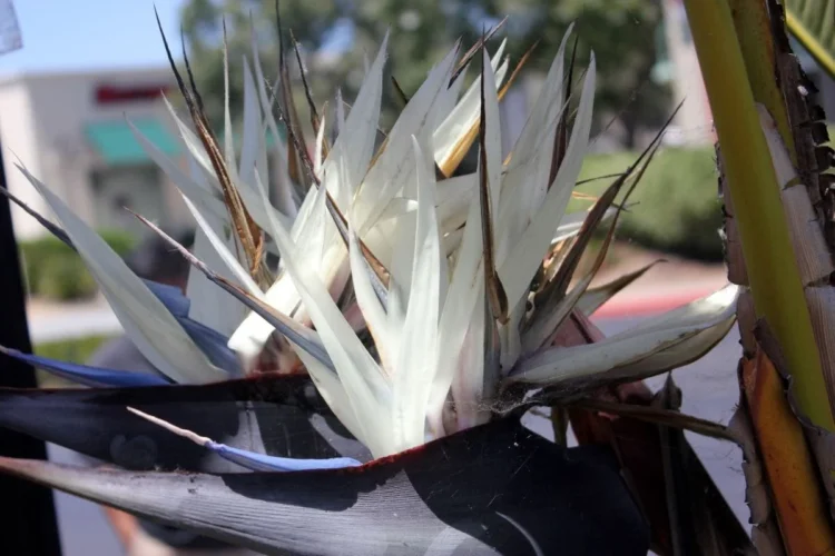 white bird of paradise flower