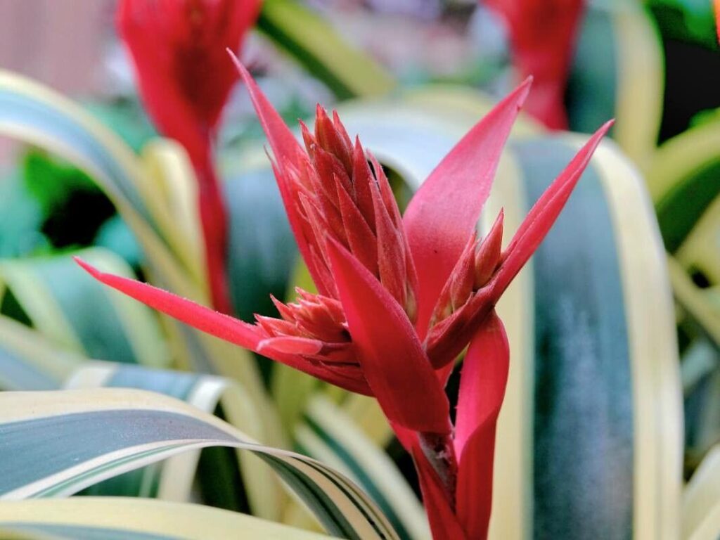 why is neoregelia carolinae important