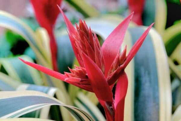 why is neoregelia carolinae important